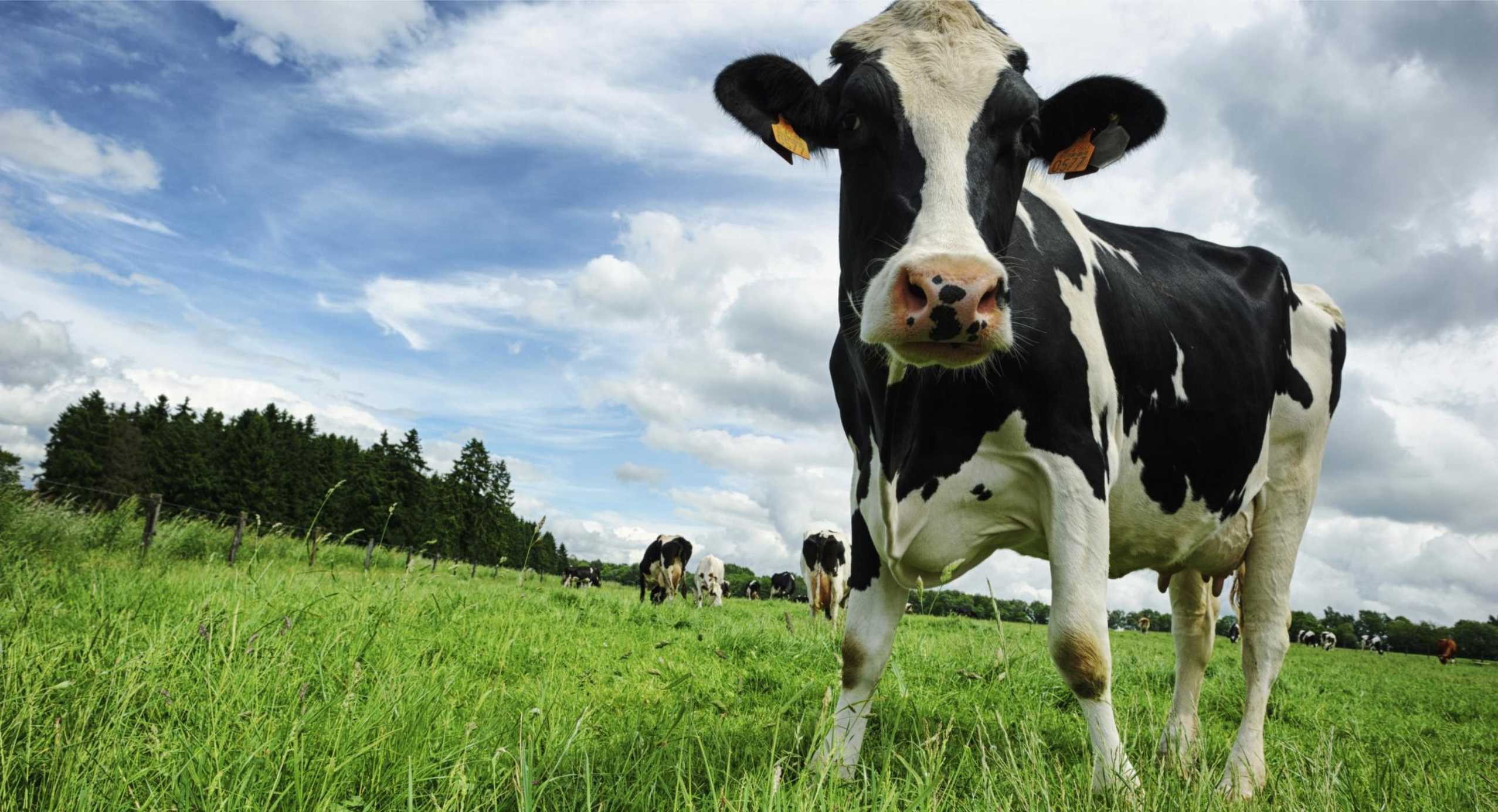 Utilización de grasa de sobrepaso en raciones para vacas altas